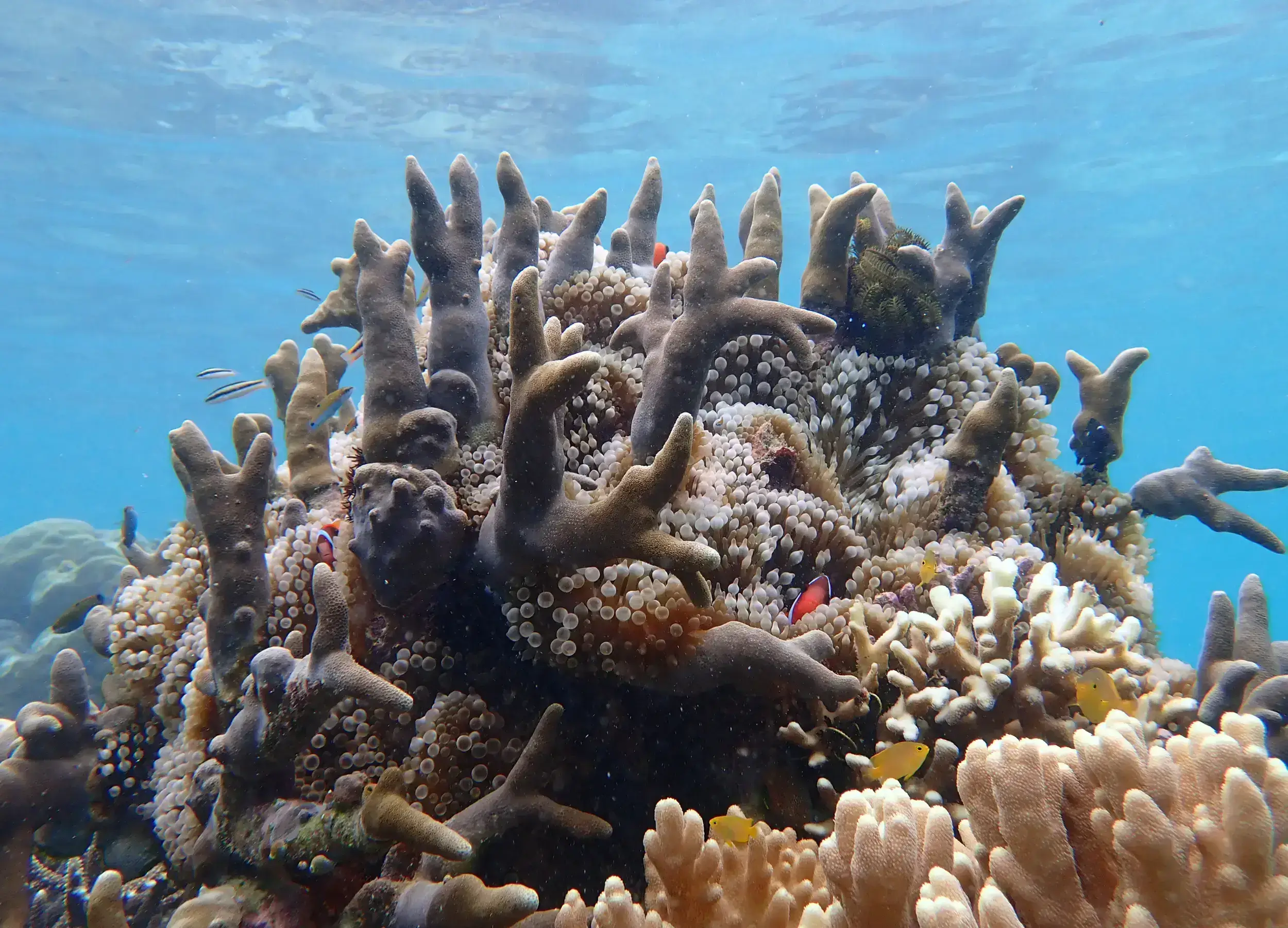 Yellow Finger Coral, Porites cylindrica with Tomato Anemonefish, Amphiprion frenatus in a Bubble-tip Anemone, Entacmaea quadricolor. There are also Wrasse, Damselfish, and a soft coral in this image.